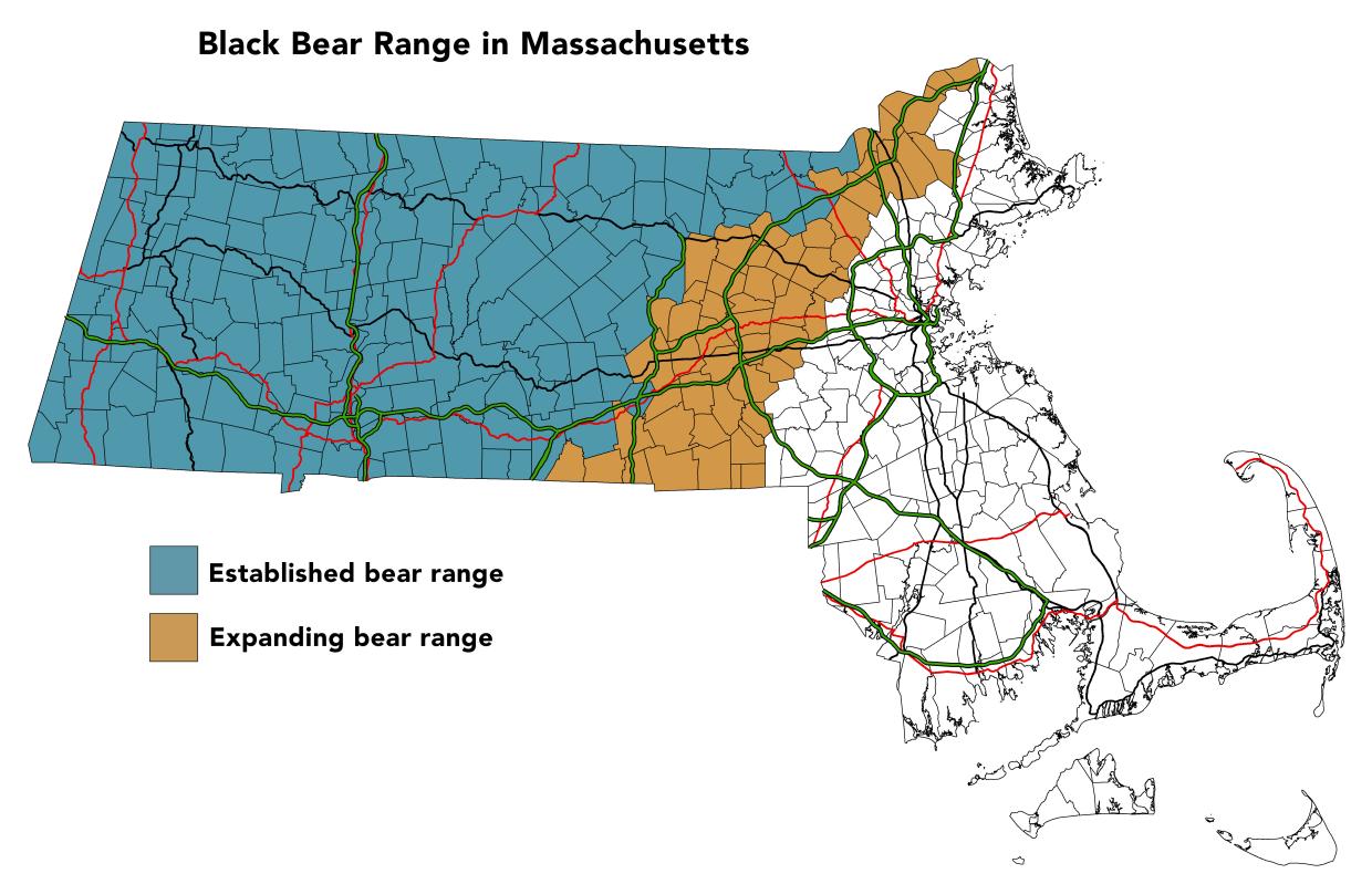 A map showing where 
black bears typically live in Massachusetts — their range is moving east from western and central Massachusetts, along the I-495 corridor.