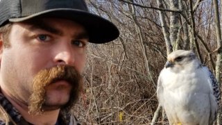 missing falcon found westborough