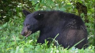 0626-black-bear