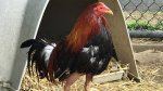 070518 roosters saved from northahampton