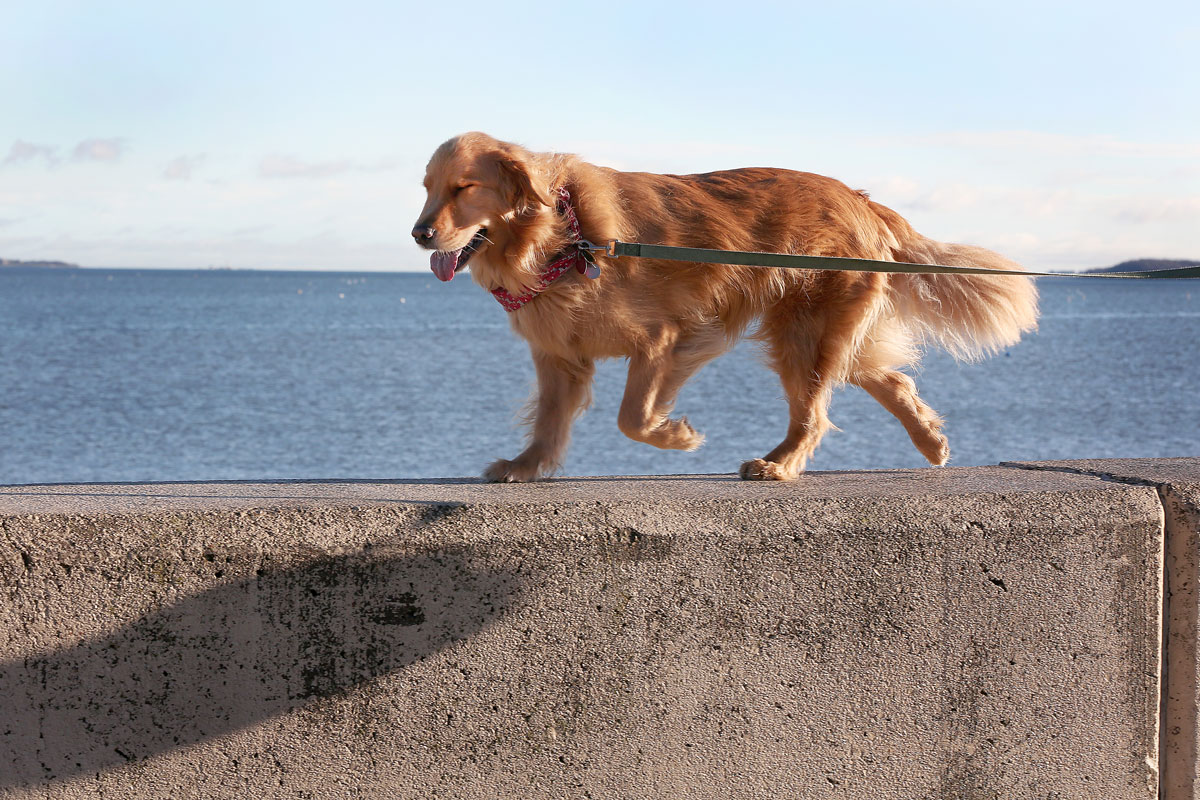 Retriever Fever America S Most Popular Dogs In Photos Necn