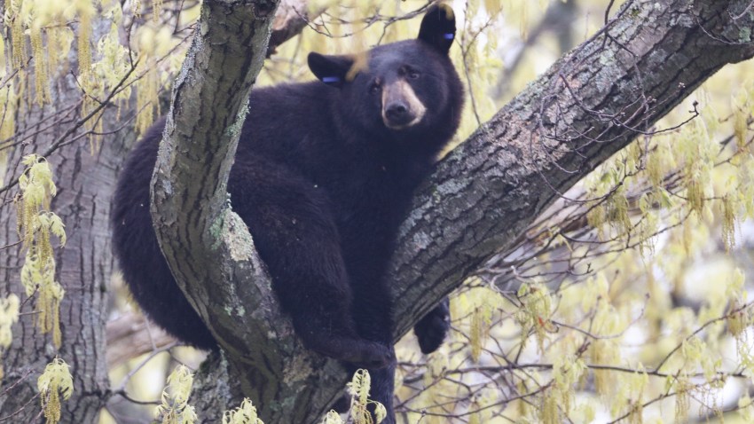 Vermont’s Bear Hunting Season Gets Underway – NECN