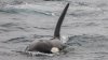 Scallop Fisherman Spots Orca Off Cape Cod