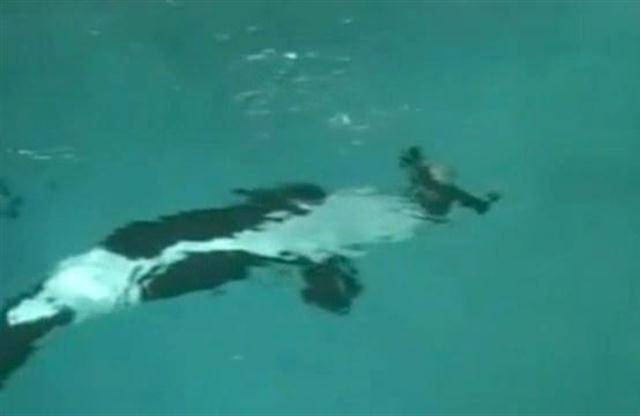 VIDEO Released of Killer Whale Attack at SeaWorld – NECN