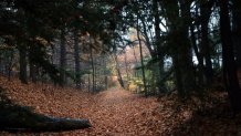 A trail is covered by leaves in the 750-acre Arcadia Wildlife Sanctuary in Easthampton, Massachusetts, Nov. 12, 2002.