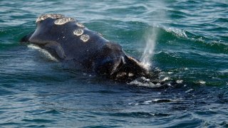 Government Shutdown Whales