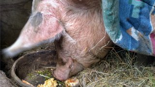 Wilbur the pig is seen eating a snack in his Bedford, N.H., stall