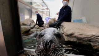 an Atlantic harbor seal, peeks out of an outdoor exhibit at the New England Aquarium in Boston.