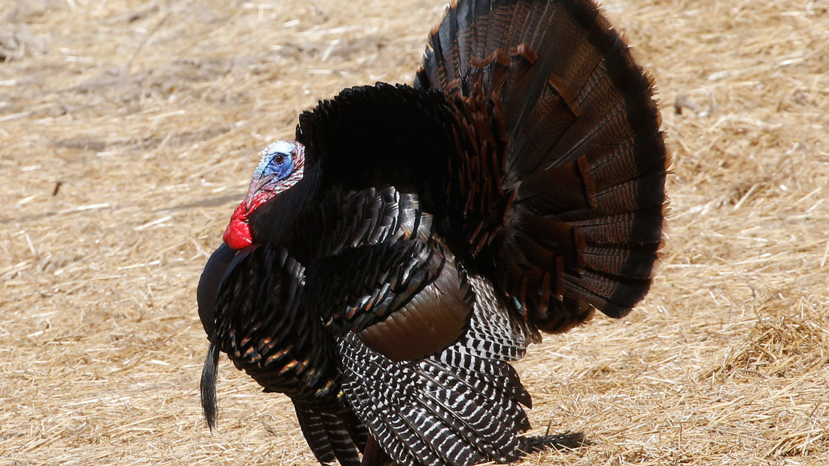 Wild Turkeys Caught Circling Dead Cat in Randolph, Massachusetts NECN