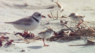 PIPING PLOVERS