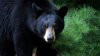 Bear Euthanized After Breaking Into Connecticut Home