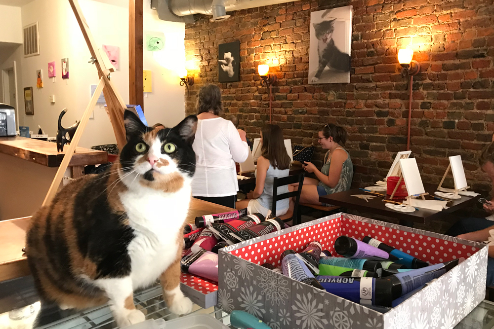 Cat Cafés New Purrfect Paradises for AtRisk Shelter Cats NECN