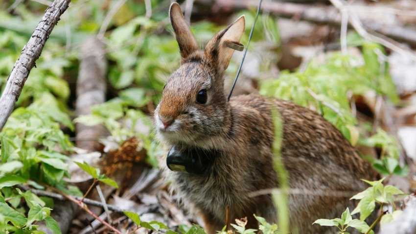 New England Cottontail Is Making a Comeback – NECN