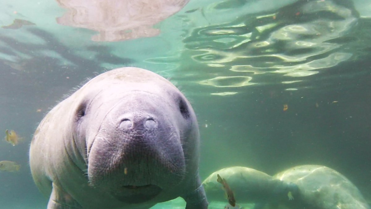 Rare manatee that visited Rhode Island found dead offshore