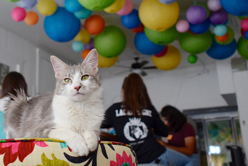  Cat  Caf s New Purrfect Paradises for At Risk Shelter Cats  