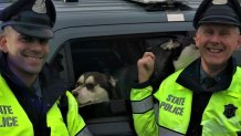 Dogs rescued by Mass State Police Troopers 11072019