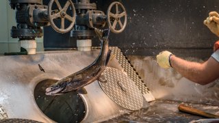 Worker at a fish hatchery throwing a chinook salmon down a sorting tube
