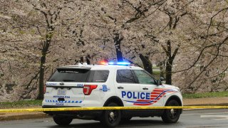 A police car stops beside blooming cherry trees