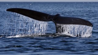 Whale's tail above water