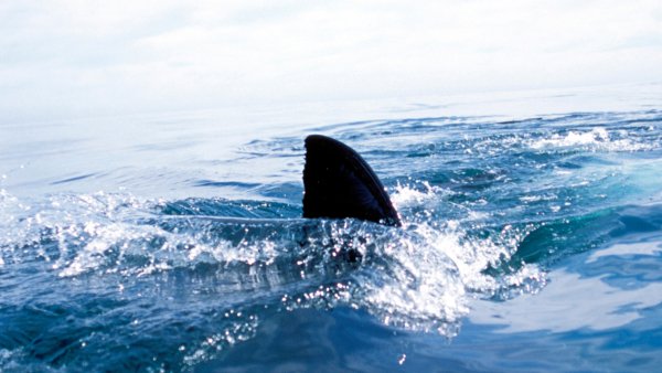 Shark Sighting Maine – NECN