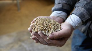 Paul Brute checks his oats, wheat and barley sheep-feed mixture in the store-shed on Gwndwnwal Farm during lambing season.