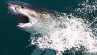 Great White Shark for NJ Story