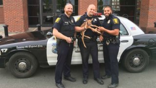 Hartford Police rescue a fawn main