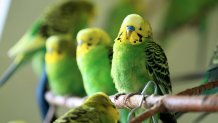 Parakeets Saved from MSPCA
