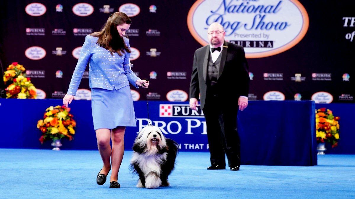 How to Watch the 2022 National Dog Show  NECN