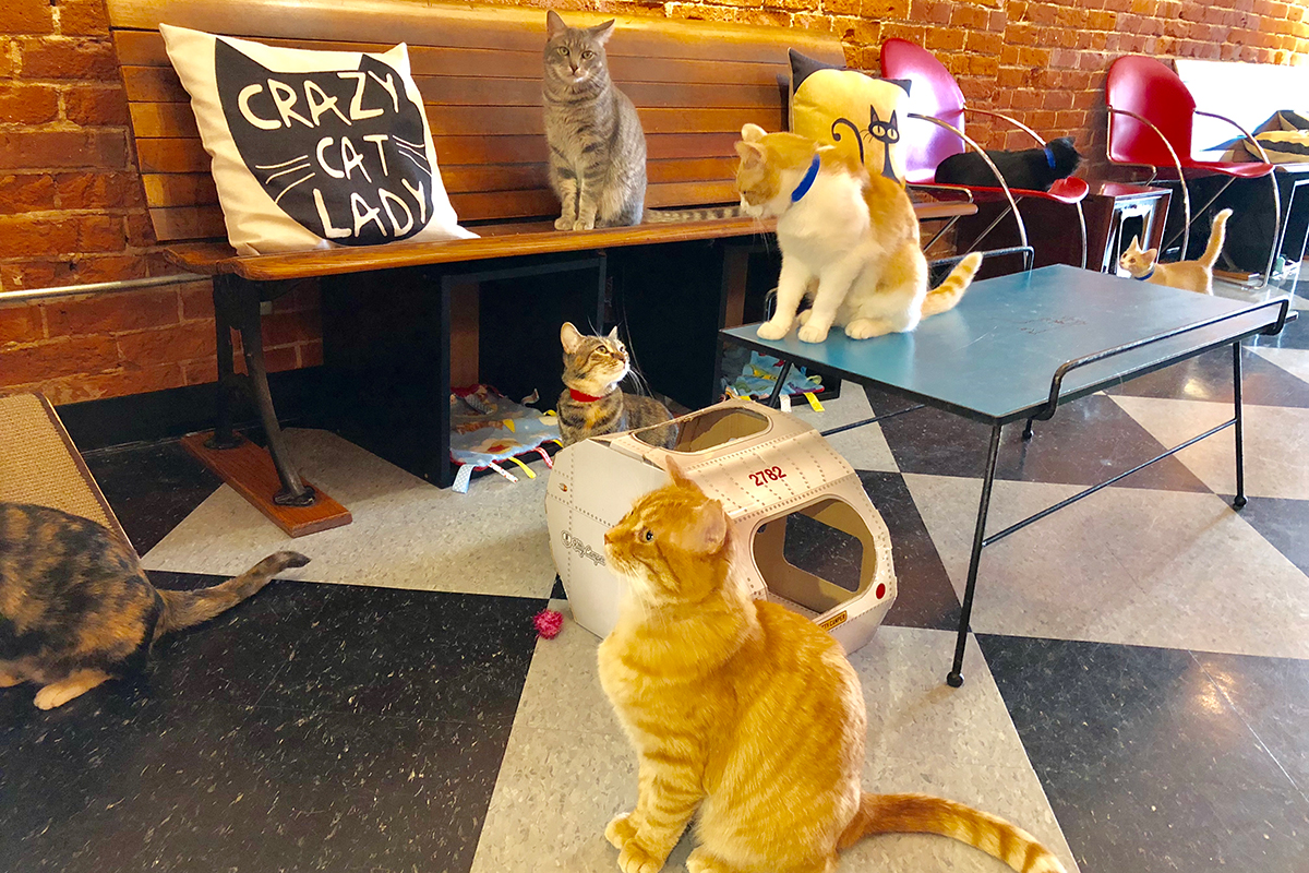 Cat Cafés New Purrfect Paradises for AtRisk Shelter Cats NECN
