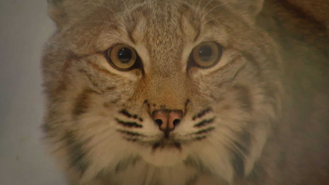 Pet Bobcat Escapes From New Jersey Home for Third Time This Year – NECN