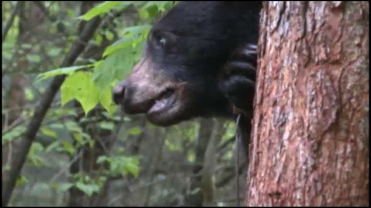 Black Bear Attacks Woman in Winhall, Vermont – NECN