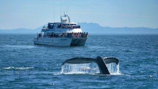 Whale Watching_Island Packers_Doug Mangum