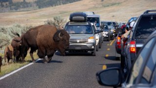 In this Aug. 3, 2016, file photo, a bison blocks traffic as tourists take photos of the animals in the Lamar Valley of Yellowstone National Park in Wyoming.