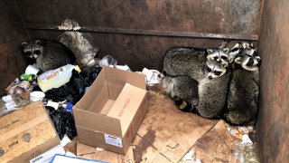 Brewster raccoons in dumpster