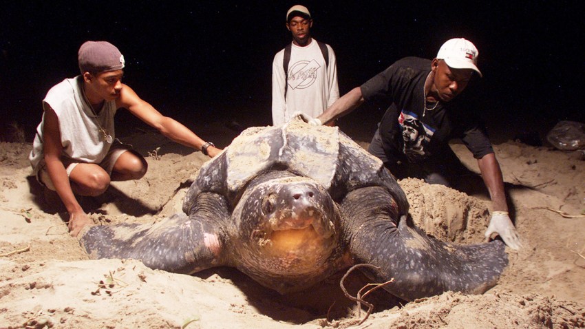 world-s-largest-sea-turtle-could-come-off-endangered-list-necn