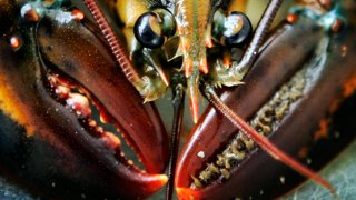 Lobster Aging