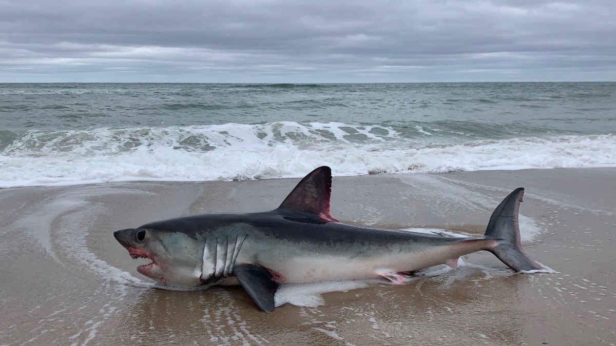 CloseUp Photo Shows Shark Washed Up on Cape Cod Beach NECN
