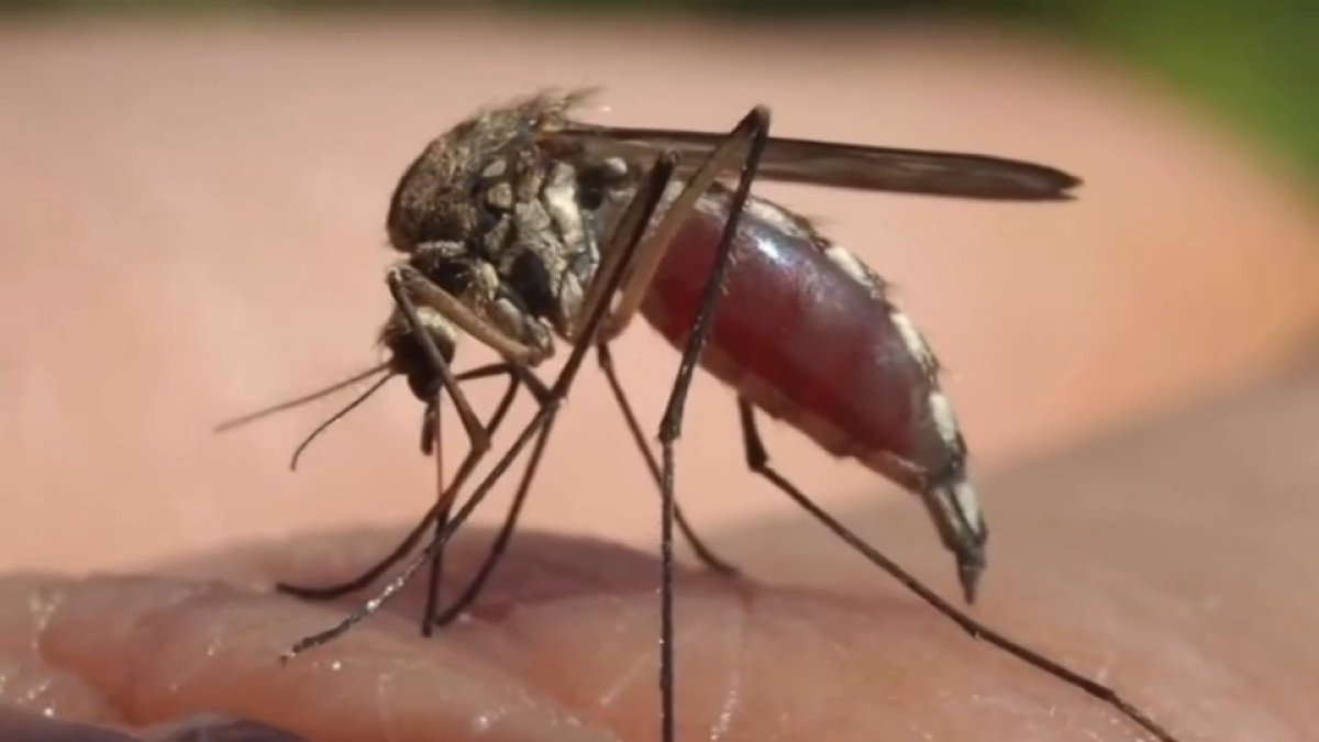 First Confirmed Case of Jamestown Canyon Virus Detected in NH This Year ...