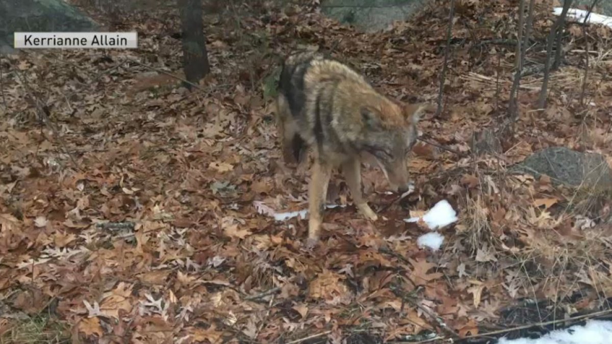 Rabid Coyote Captured In Lynnfield Necn