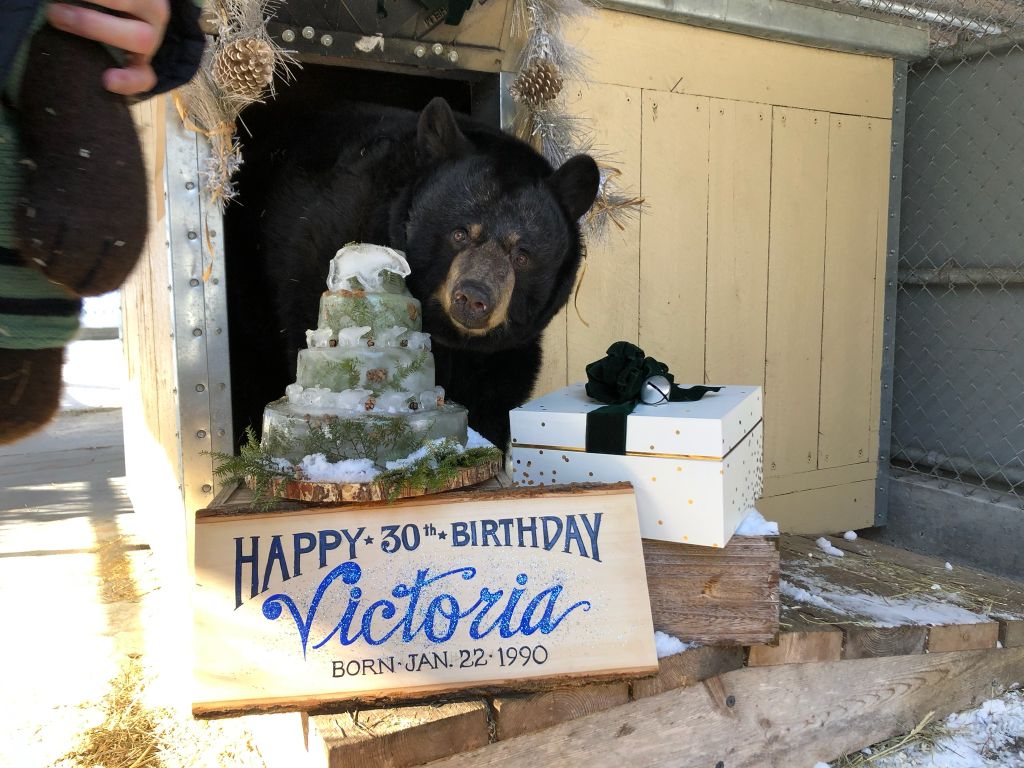 Oldest Female Bear at NH Attraction Gets Beary Special Birthday