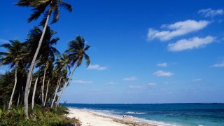Beach with palm trees, New Providence, The Bahamas