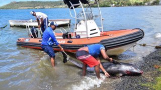 Men recover the carcass of melon-headed whale at the beach in Grand Sable, Mauritius, on August 26, 2020.