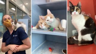 Cats rescued from a home in Brighton.