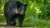 Black Bear Treks 50 Miles to New Hampshire in 10 Days