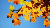 LIMERICK, ME – OCTOBER 15: Foliage in Highland Cemetery in Limerick Tuesday October 15, 2019. (Staff photo by Shawn Patrick Ouellette/Portland Press Herald via Getty Images)