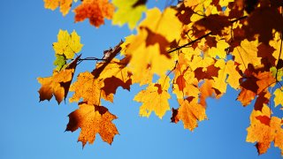 LIMERICK, ME – OCTOBER 15: Foliage in Highland Cemetery in Limerick Tuesday October 15, 2019. (Staff photo by Shawn Patrick Ouellette/Portland Press Herald via Getty Images)