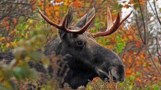 [UGCNECN-CJ] Bull Moose “Ready for The Rut” Northern NH