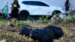 Feral Vietnamese pot-bellied pigs