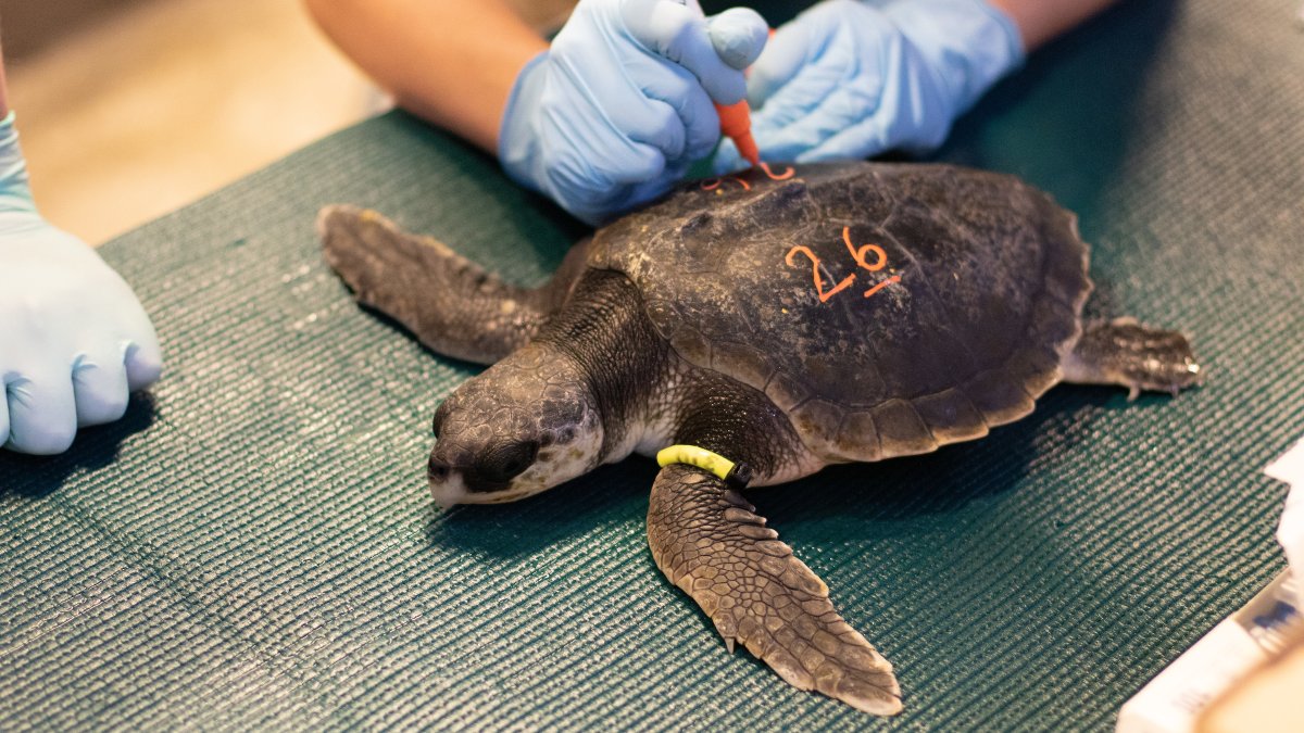 Saved From Cape Cod’s Cold, Rare Sea Turtles Getting Treatment – NECN